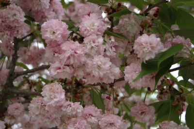 オオムラザクラ(大村桜)