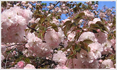 クシマザクラ(玖島桜)