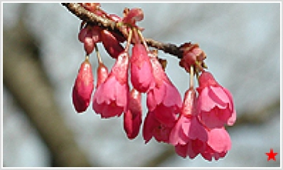 カンヒザクラ(寒緋桜)