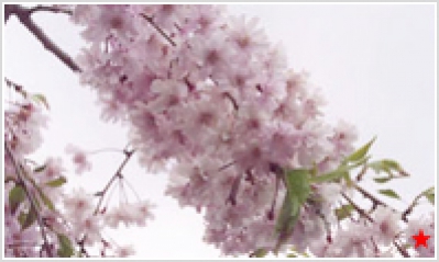 ヤエベニシダレザクラ(八重紅枝垂桜)