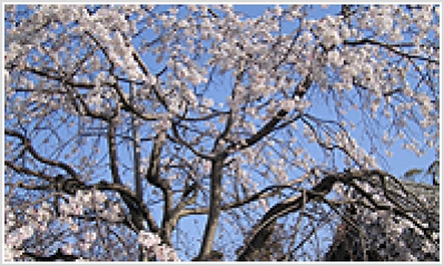 Weeping Cherry