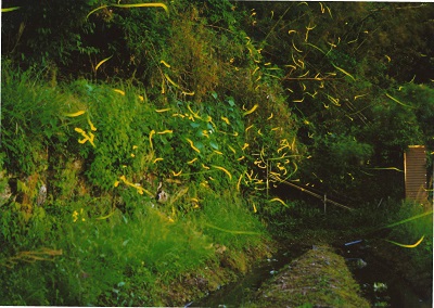 Fireflies in Kayaze