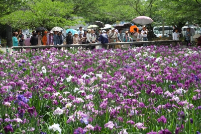 Omura Flower Festival (3/20~6/25)