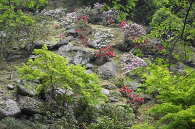 Rhododendron festival at waterfall of Urami