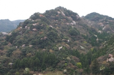 ３月末から４月上旬、萱瀬ダムから黒木登山口の黒木渓谷の山腹が、白や薄紅色のヤマザクラで彩られます。